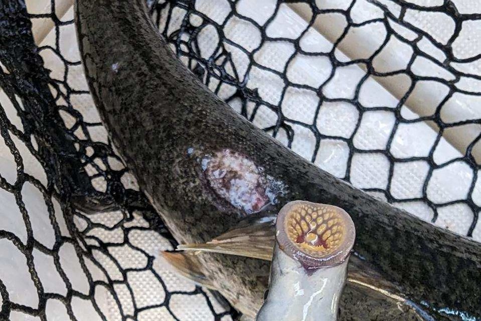 ca mut da ngu ho anh 1