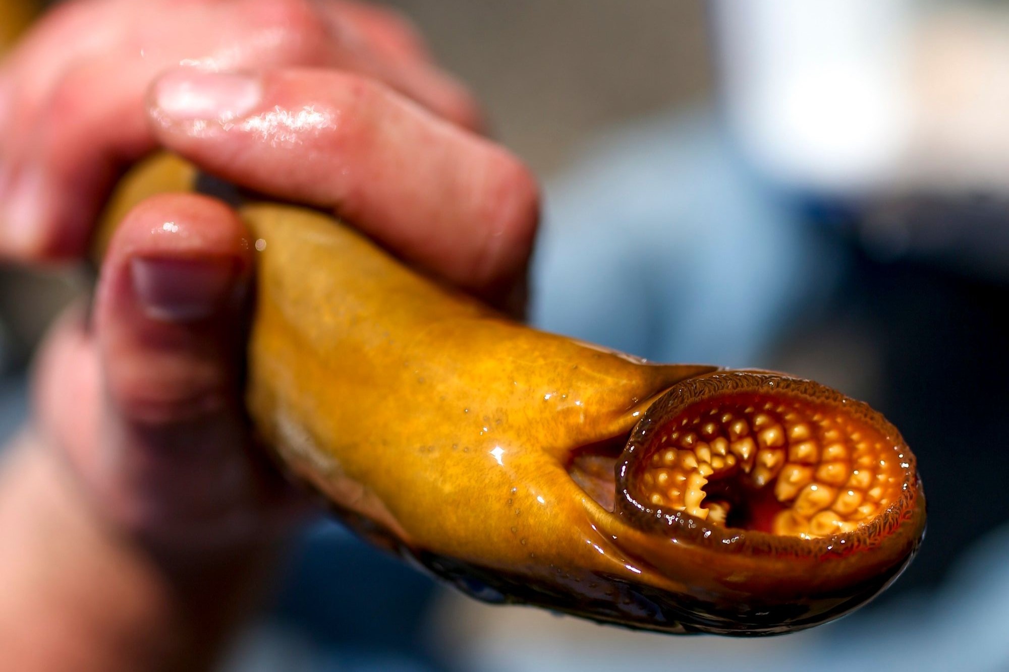 Loai ca 'ma ca rong' dang tro thanh con ac mong tai Ngu Ho hinh anh