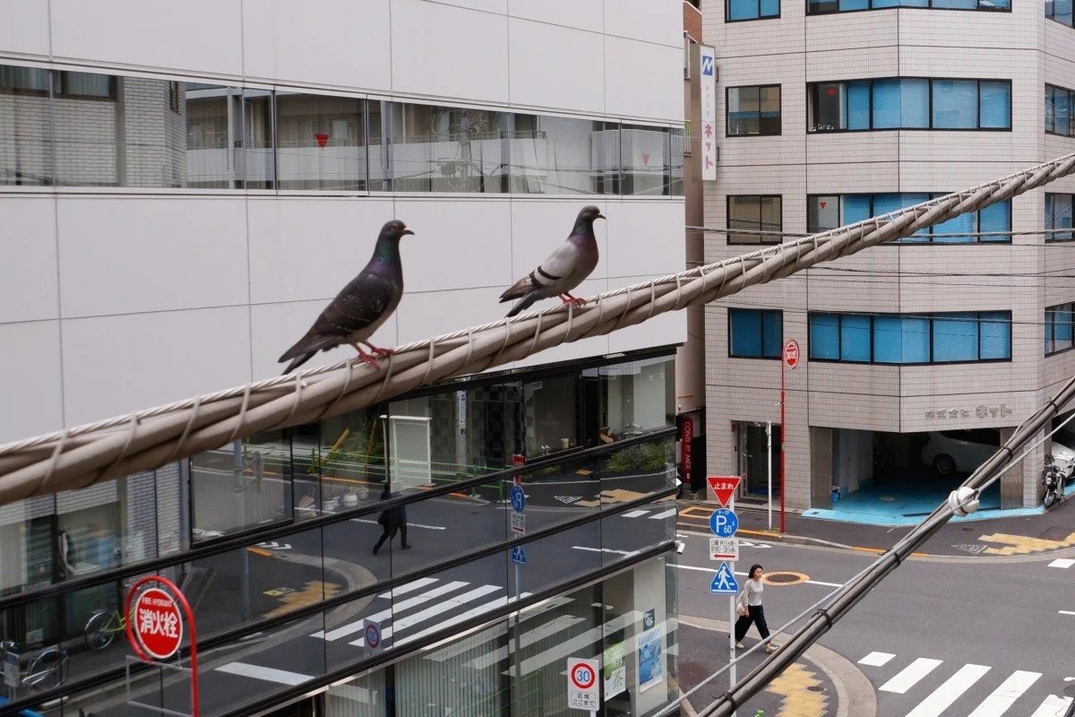 Nhat Ban bat tai xe taxi vi can chet chim bo cau hinh anh