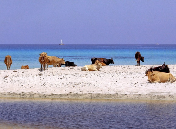 Plage de Saleccia, Pháp: Bạn đừng ngạc nhiên khi nhìn thấy những chú bò đang nhởn nhơ nằm tắm nắng trên bãi biển nhé. Đây là “chuyện thường ngày ở huyện” tại bãi biển Bò này. Bãi biển có bờ cát trắng trải dài 12km với làn nước trong veo.