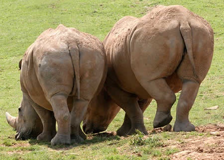 Kích dục cho động vật: Người làm công việc này có nhiệm lấy tinh trùng của động vật để làm nghiên cứu về sinh sản và thụ tinh nhân tạo. Họ dùng một âm đạo giả lồng vào dương vật của con đực để kích thích sản sinh ra tinh trùng. Trong thời gian con đực đạt cực khoái, người làm công việc này phải giữ âm đạo giả một cách chắc chắn, trong khi một người khác cố gắng ghìm cho con vật đứng yên. Đây quả là công việc khá áp lực và nguy hiểm.