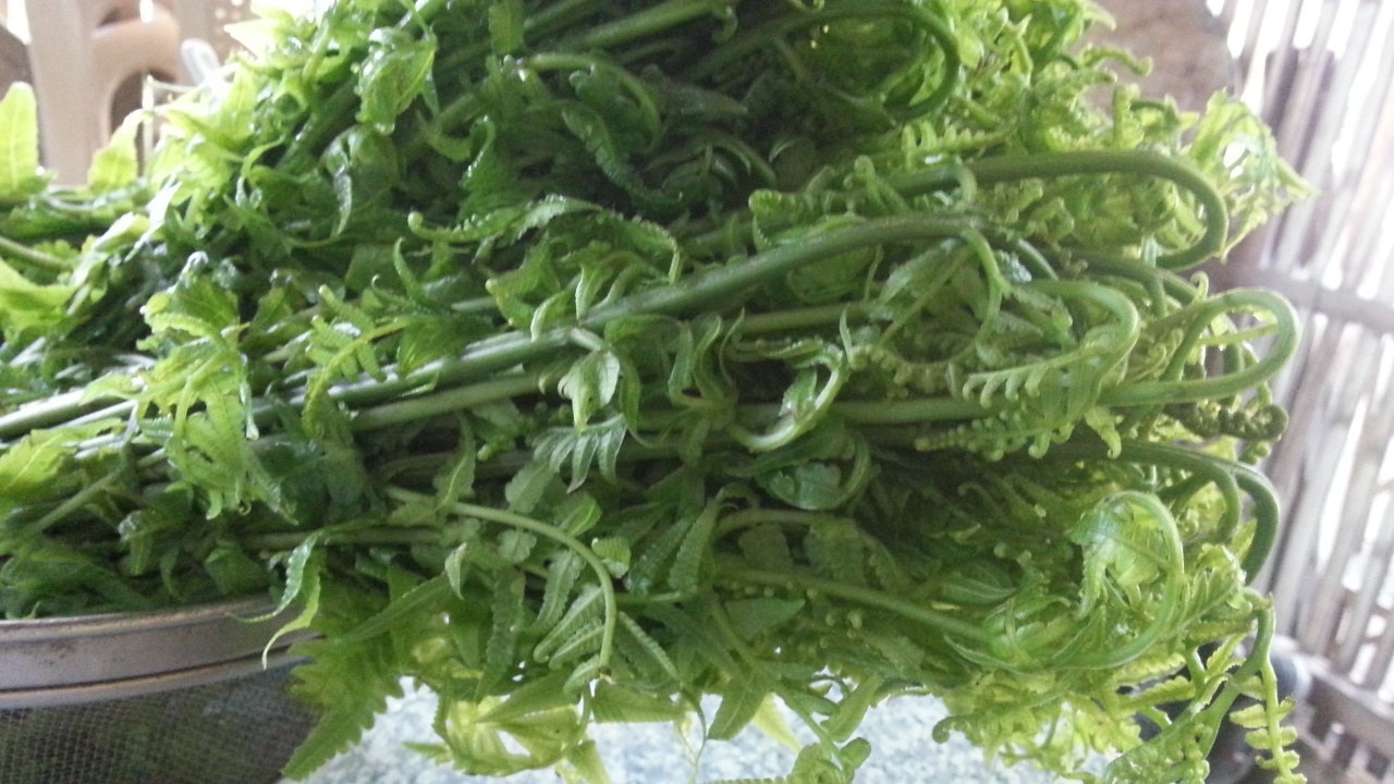 Dương xỉ để làm salad là loại dương xỉ rất non được hái gần những bờ sông.