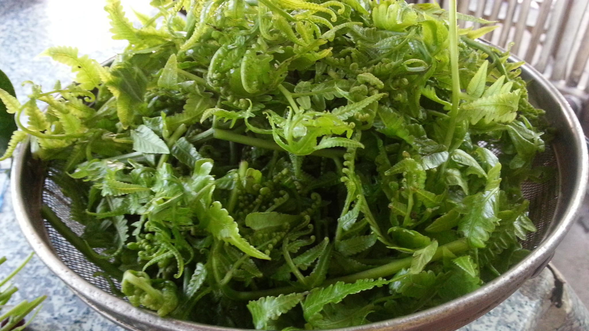 Nguyên liệu của salad dương xỉ rất đơn giản, chỉ gồm dương xỉ tuốt lá...