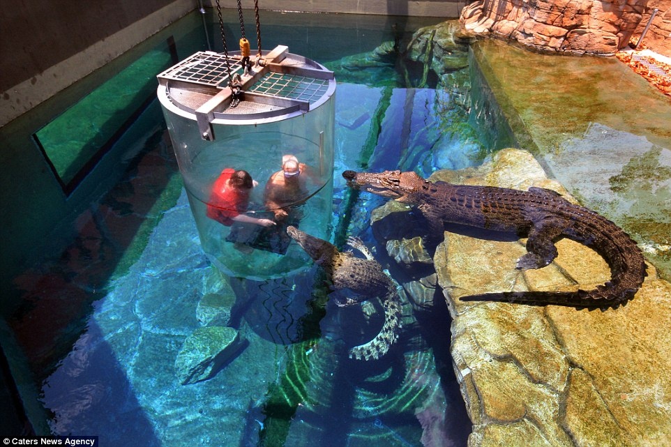 Hai du khách đùa giỡn với cá sấu.