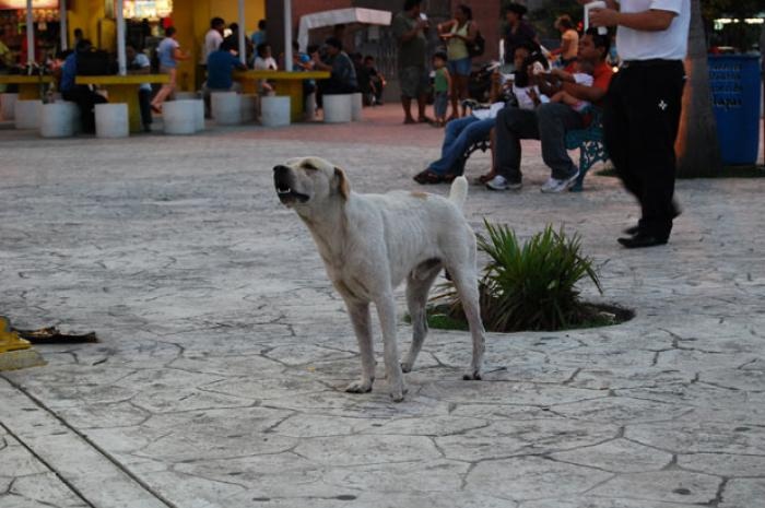 Mexico: Chó (được gọi là itzcuintlis) từ lâu được nuôi để làm thịt ở Mexico. Đã từ hàng trăm năm nay, ăn thịt chó là đặc trưng ẩm thực của nước này. Hiện nay, món ăn này vẫn phổ biến, đặc biệt ở những vùng nghèo.