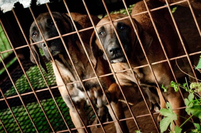 Thụy Sỹ: Thịt chó mèo là món ăn phổ biến của vùng nông thôn nước này, chủ yếu dung làm xúc xích hoặc sấy khô. Giống chó được ưa thích ở đây là Rottweiler, có vị giống như thịt bò, phổ biến ở các vùng như Appenzell, St. Gallen, và Rhine Valley. Mỡ chó còn được sử dụng làm thuốc. Tuy nhiên, luật pháp Thụy Sỹ cấm ăn thịt chó mèo.