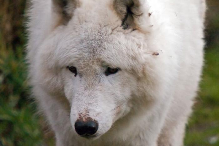 Bắc cực: Chó chủ yếu được dùng để kéo xe ở Bắc cực, tuy nhiên, trong những hoàn cảnh khắc nghiệt, người ta vẫn phải biến chúng thành những nồi soup. Trong lịch sử, chó từng được sử dụng như một loại thực phẩm lúc khẩn cấp ở Siberia, Alaska, phía bắc Canada và Greenland trong nhiều thế kỷ.