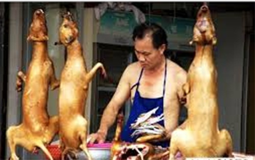 Nhung nuoc an thit cho, meo tren the gioi hinh anh