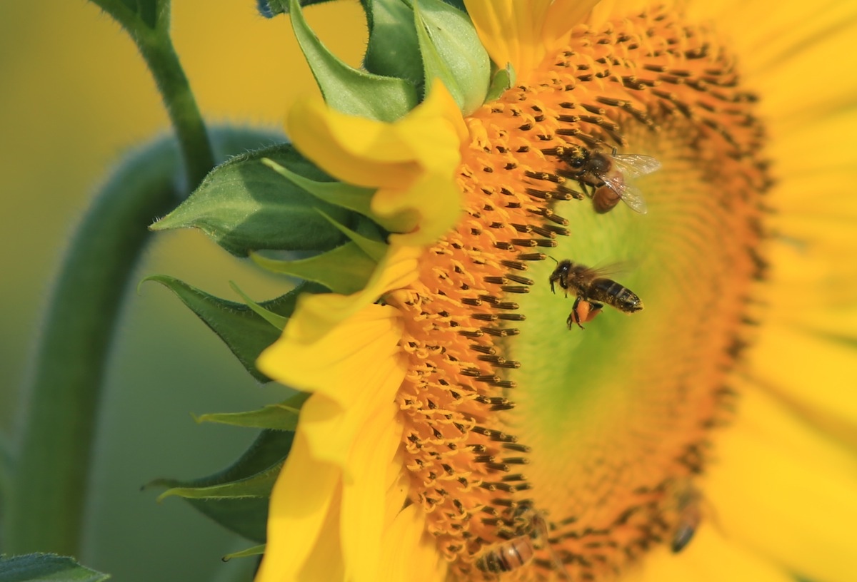 Mua hoa huong duong ruc troi xu Nghe hinh anh