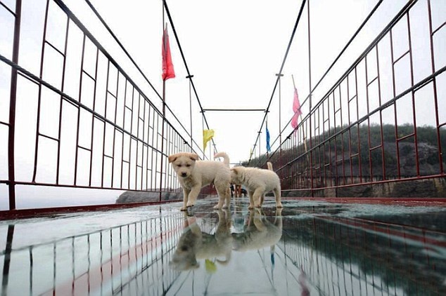 Dự kiến năm tới, toàn bộ cầu sẽ được thay kính. Đây là địa danh nổi tiếng của tỉnh Hồ Nam. Ở đây còn có cáp treo lắp đặt năm 2009 và những cây cầu treo dài hàng trăm mét.