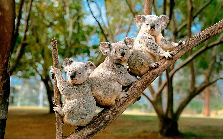 Australia: Nổi tiếng với khung cảnh độc đáo, những loài động vật hoang dã như chuột túi, koala, nhưng lại là một đất nước hiện đại và năng động trong các lĩnh vực ẩm thực, nông nghiệp, kiến trúc, văn học, điện ảnh và nghệ thuật biểu diễn.