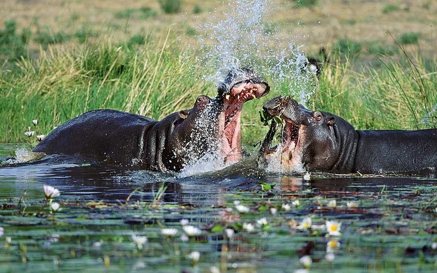 Botswana: Đất nước này có đa dạng địa lý, từ sa mạc Kalahari Desert đến vùng đồng bằng châu thổ và vùng thủy nội địa khổng lồ.