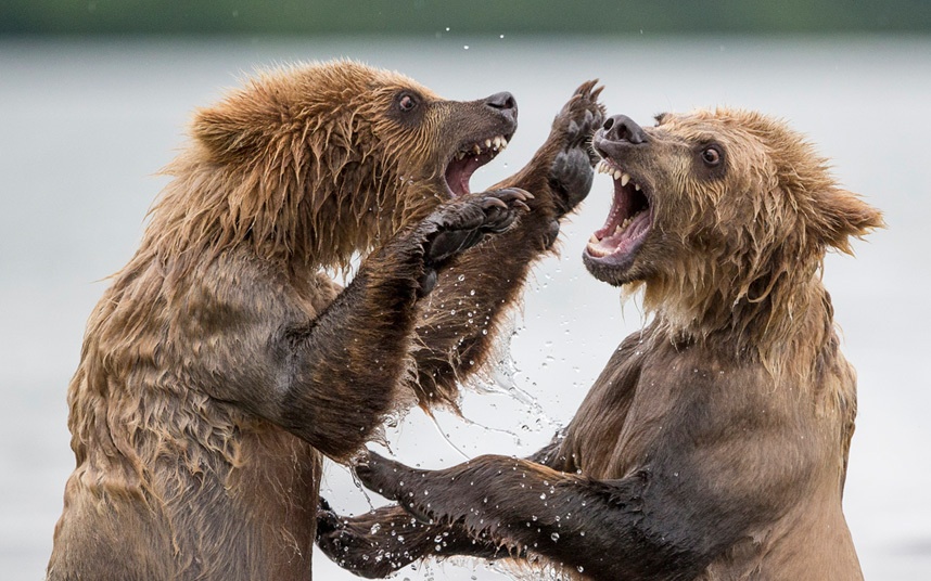 Giải nhì hạng mục Ảnh hoang dã: Tác giả Marco Urso (Italy)