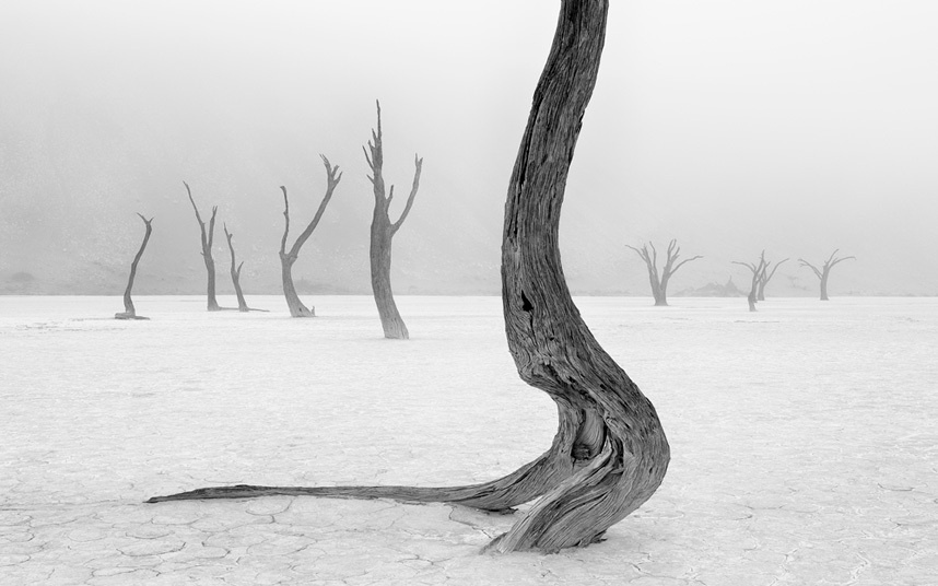 Giải phong cảnh thiên nhiên: Những cây camelthorn chết khô ở sa mạc Namib – tác giả Marsel van Oosten (Hà Lan).