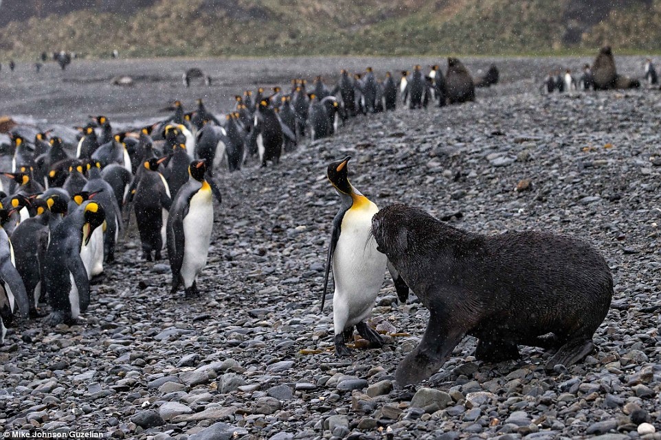 Chim cánh cụt vua thách thức chú hải cẩu khó tính.