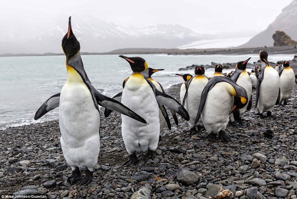 Cánh cụt vua đẹp kiêu hãnh nhưng lại rất thân thiện.