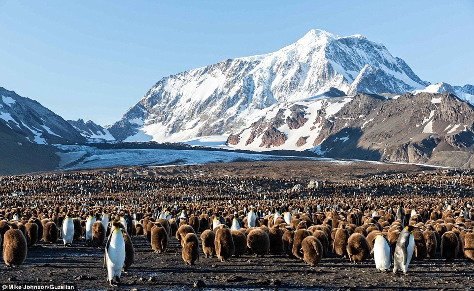 Đảo Nam Georgia thuộc sự quản lý của Anh. Ở đây có vô số loại chim hoang dã và động vật biển phong phú cùng cảnh đẹp tuyệt vời, nhưng do vị trí địa lý và thiếu phương tiện đến đảo, nên hòn đảo này vẫn rất ít khách du lịch.