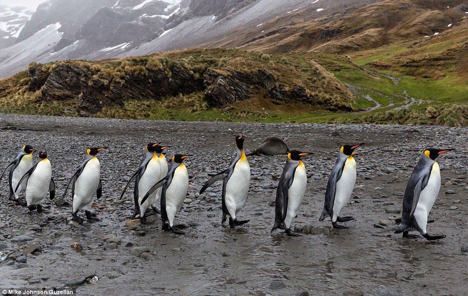 Các chú chim cánh cụt như đang diễn một cảnh trong bộ phim hoạt hình nổi tiếng Happy Feet.