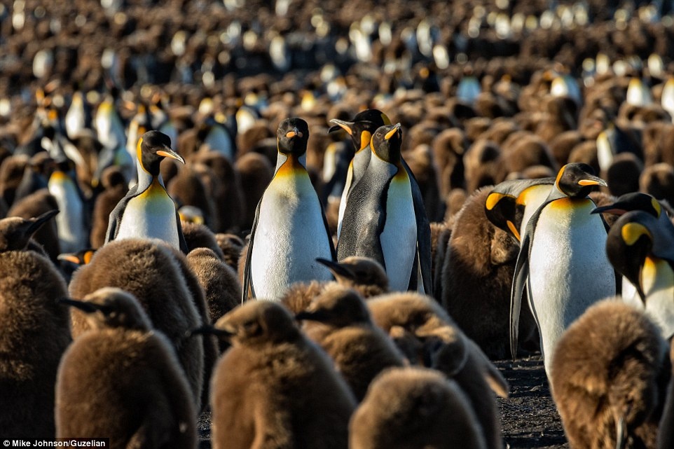 Vuong quoc chim canh cut o Nam Cuc hinh anh