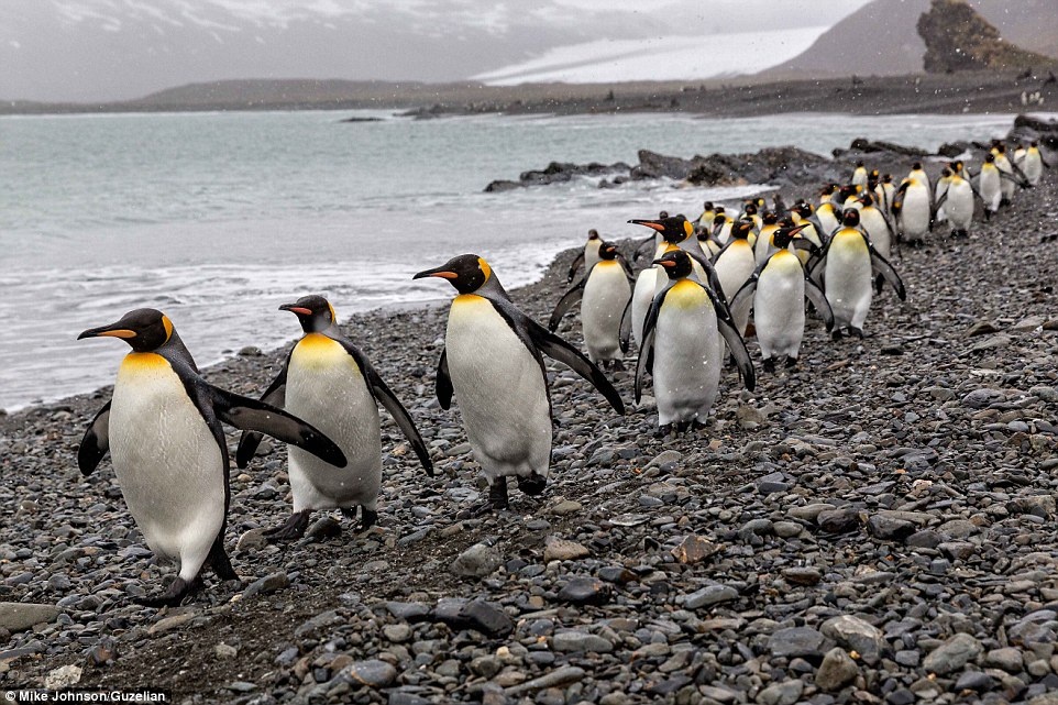 Các chú chim cánh cụt vua diễu hành rất có hàng lối bên bờ biển.