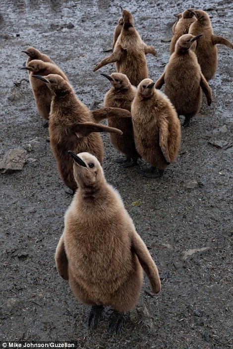 Các chú chim cánh cụt non có phần giản dị hơn...