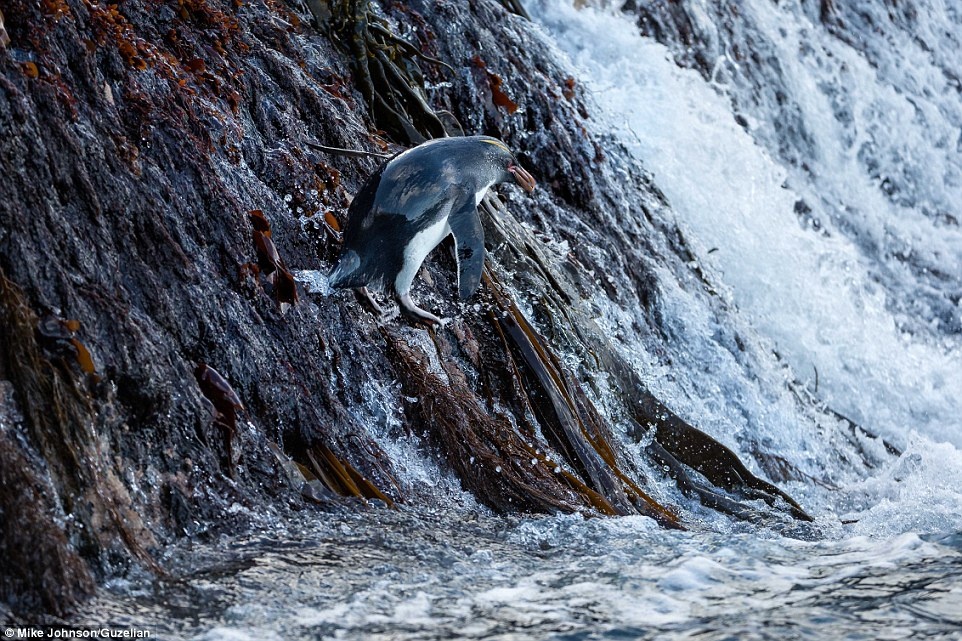 Một chú rockhopper ngã nhào bên rìa đá.