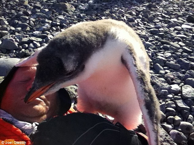 Nhảy hẳn lên vai đùa với 