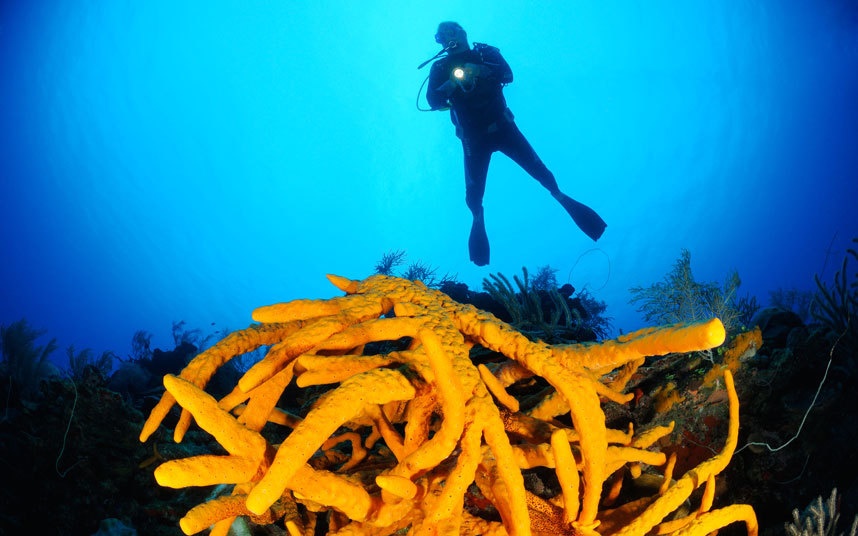 Lặn biển: Với làn nước đại dương Caribbe bao quanh hòn đảo, đây là nơi lý tưởng để lặn biển. Du khách có thể lặn ở Playa Giron, hay còn gọi là Vịnh của những chú heo (Bay of Pigs), hoặc Maria La Gorda.