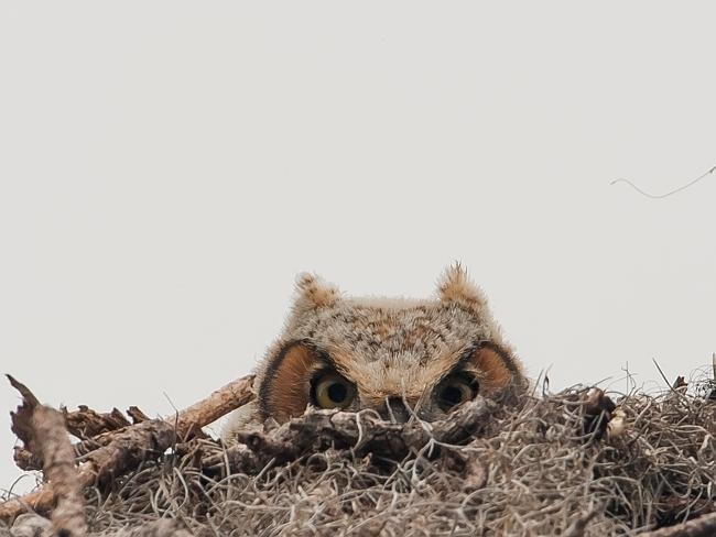 Đôi mắt xinh đẹp của chú cú mèo ở Florida, Mỹ (Ảnh: Graham McGeorge)