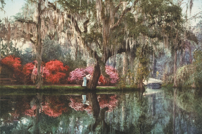 Khu vườn Charleston đẹp như tranh vẽ.