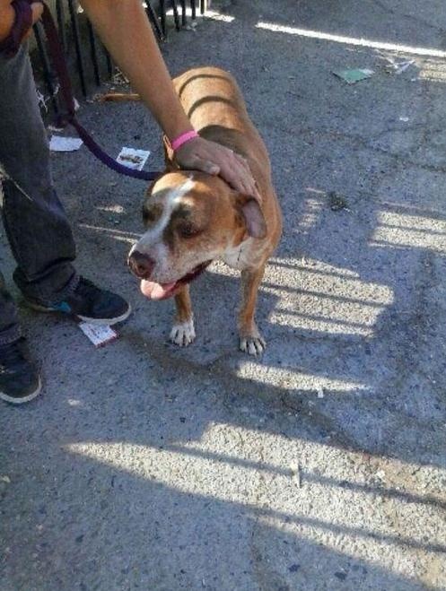 Du khách 4 chân mất tích trên chuyến bay của Delta Airlines: Hãng Delta Airlines bị một du khách tên là Frank Ramano tố vì làm mất chú chó tên Ty 6 tuổi của anh. Frank đặt chỗ cho Ty trên chuyến bay của hãng Delta ngày 31/10 từ Los Angeles đi Tampa vì anh sẽ ở Florida trong vài tuần và không muốn bỏ lại người bạn bốn chân. Chú chó được cho rằng đã cắn thùng chứa và chạy thoát. Vô cùng tức giận, Frank tung câu chuyện của mình lên internet, gây sự phẫn nộ trong cộng đồng những người yêu chó đối với hãng Delta.