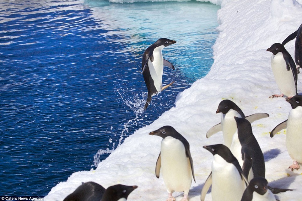 Các chú chim cánh cụt trưởng thành chuẩn bị sinh con, vì vậy du khách phải hết sức cẩn trọng để không làm ảnh hưởng đến chúng.