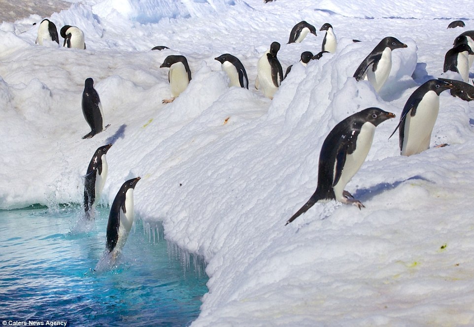 Nhiếp ảnh gia 38 tuổi chia sẻ: “Bạn phải vô cùng kiên nhẫn để chớp được những hình ảnh này. Bạn còn phải đối mặt với nhiệt độ -30 độ C của mùa đông Nam Cực nữa”.