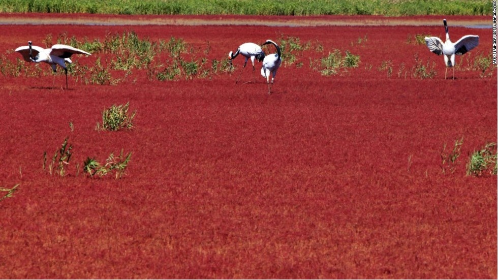 Biển Đỏ, Trung Quốc: “Biển Đỏ” nằm ở đồng bằng châu thổ sông Liaohe, tỉnh Liêu Ninh, Trung Quốc. Nguyên nhân của tên gọi này là vì cả một khu vực rộng lớn ở đây được bao phủ bởi một loài cỏ dại đỏ, một loài thực vật chỉ phát triển trong vùng đất ngập nước có tính mặn và kiềm. Vào mùa hè, cỏ phát triển nhanh và mang màu xanh mướt. Sang mùa thu, cỏ biến thành màu đỏ rực, khiến cả vùng như khoác một tấm thảm đỏ khổng lồ.