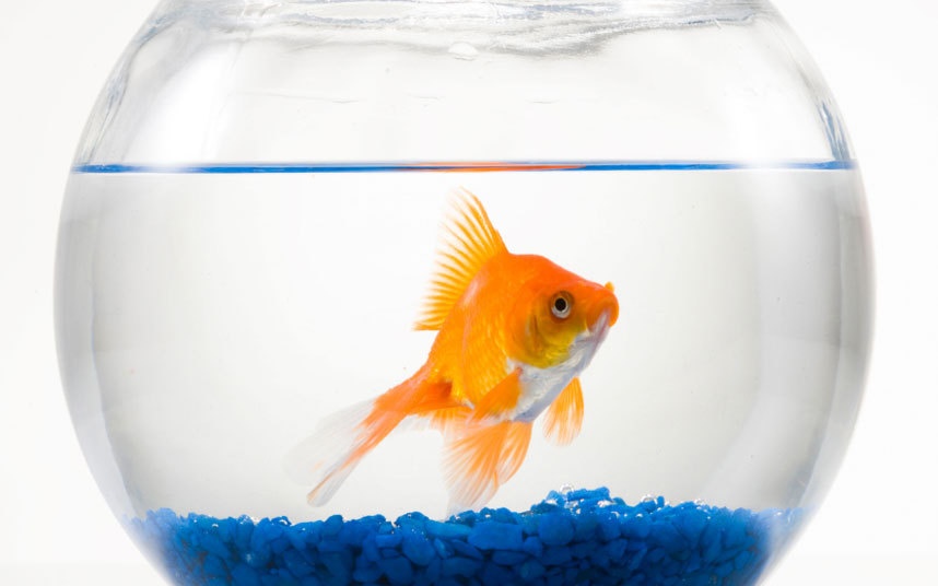 Hugo de Castro, người tiếp đón khách tại khách sạn Grand Jersey ở St Helier chia sẻ: “Có một phụ nữ sống ở Nam Phi, năm nào cũng đến ở khách sạn của chúng tôi. Bà ấy rất thích cá và các loại bể cá, mỗi năm bà lại ra thị trấn mua một con cá rồi mang về khách sạn và nhờ tôi trông nom nó. Bà ấy còn dặn là con cá phải sống bằng nước đóng chai hiệu Evian, rồi bà để lại ít tiền cho tôi mua nước và chăm sóc chú cá Freddie cho tới khi bà quay lại”.