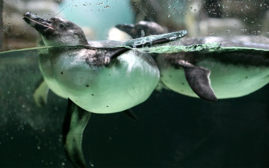 Kinh nghiệm của Lauri Howe làm việc tại khách sạn Seaport Boston: “Yêu cầu đáng nhớ nhất đối với chúng tôi là khi một vị khách cần 9 kg đá cho lũ chim cánh cụt của ông ta. Những con chim cánh cụt này thuộc triển lãm Boston Globe Travel. Khi nào không phải ra triển lãm thì chúng ở trong bồn tắm. 9 kg đá thực ra không nhiều nhặn gì, và chúng tôi có rất nhiều máy làm đá ở khách sạn, vì vậy chúng tôi mang 4 bao đá đến cho chúng”.  