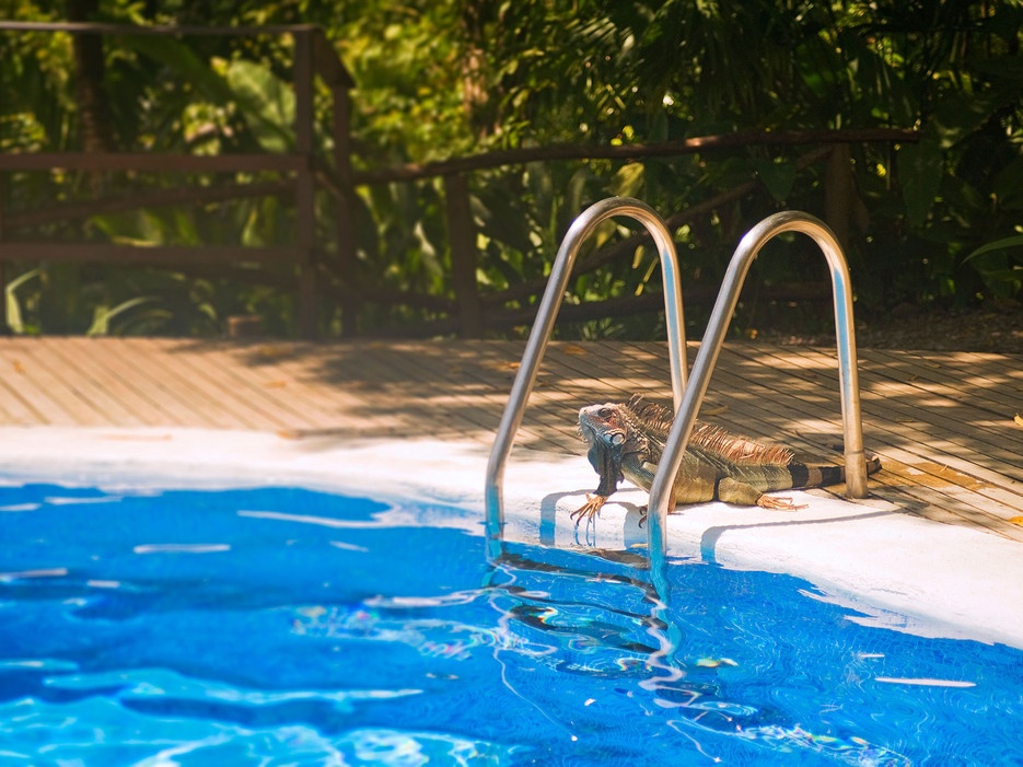 Khu sinh thái Lapa Rios, Islita, Guanacaste, Costa Rica: Đây là khu bảo tồn rừng nhiệt đới rộng 1.000 mẫu, với 16 nhà nghỉ lộ thiên và rất nhiều các loài như khỉ, vẹt đuôi dài, con lười, chim tucăng…