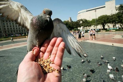 Không được cho bồ câu ăn: Ở San Francisco có luật cấm cho bồ câu ăn ngoài đường phố, vì vậy nếu đến đây du lịch thì bạn đừng quên luật này để khỏi phạm pháp nhé!