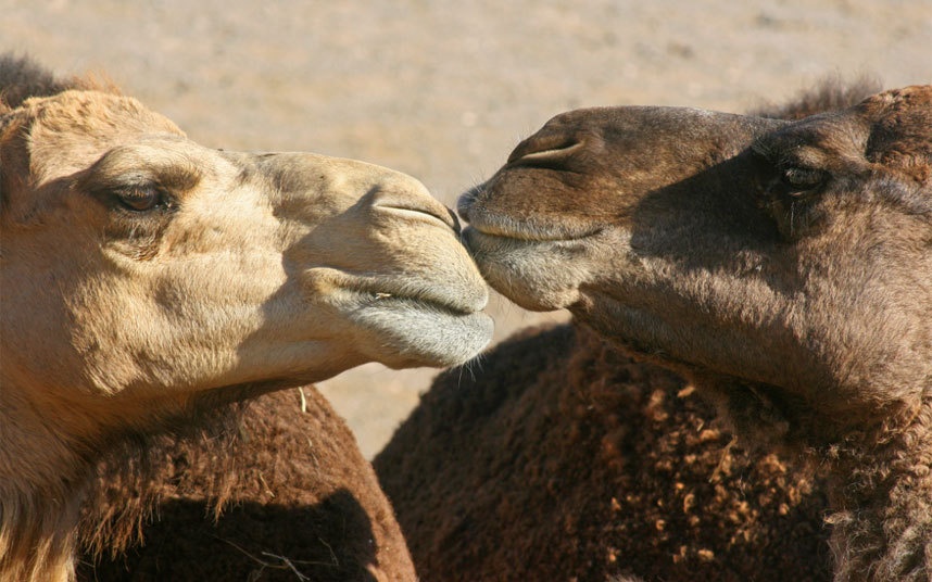 Ở xứ sở Hồi giáo Dubai, hôn nhau nơi công cộng là phạm pháp, rất nhiều du khách vi phạm điều này trong những năm gần đây.