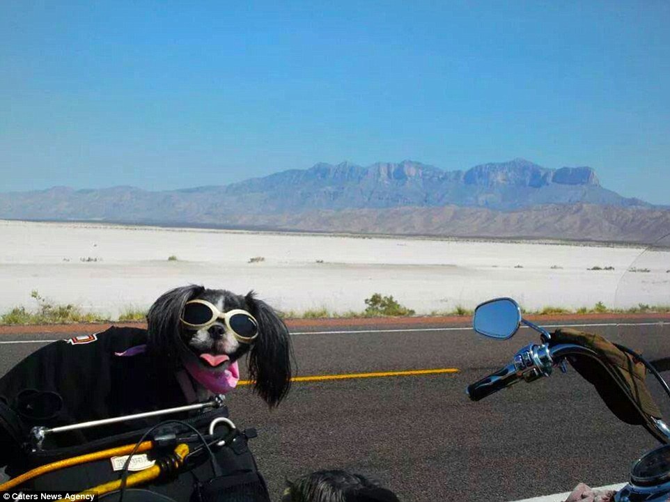 Ban đầu Robert bỏ chúng vào trong áo khoác, nhưng giờ đây Andy ngồi trên bình xăng...