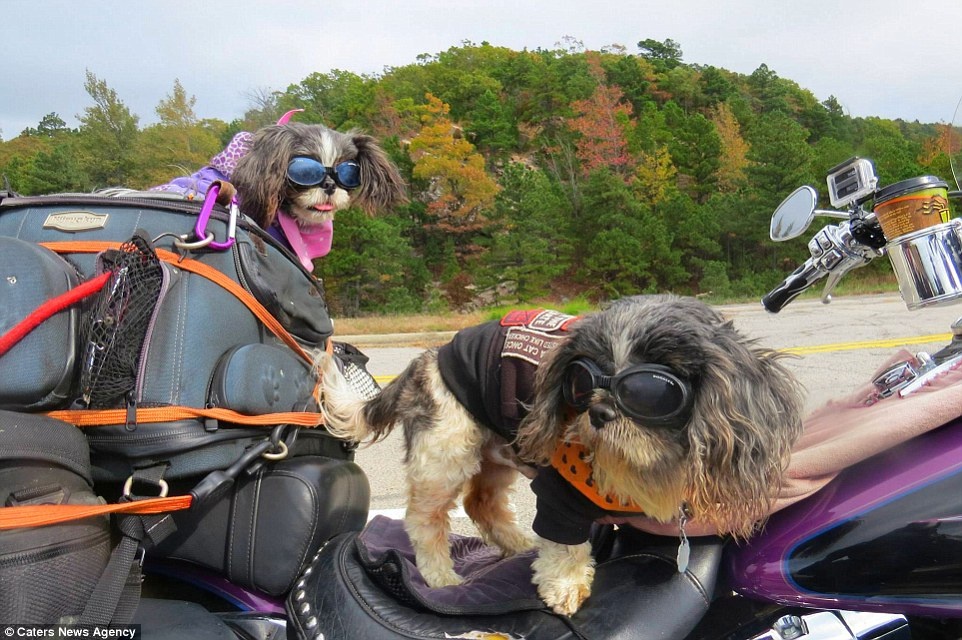 Hai chu cun ‘phuot’ sanh dieu tren xe Harley Davidson hinh anh