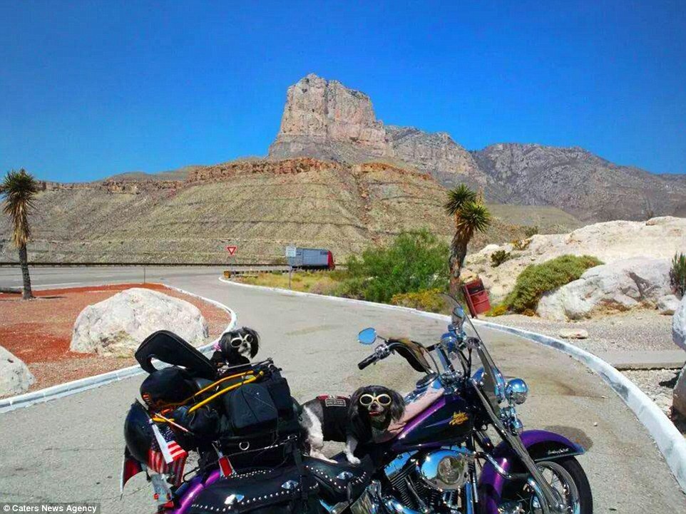 Trong mùa hè tới, bộ 3 dự định một chuyến đi dài 3 tuần đến công viên quốc gia Glacier ở biên giới Canada – Montana. Robert chia sẻ: “Tôi còn định đi Ecuado năm nay, nhưng họ không cho mang chó theo, vì vậy tôi quyết định bỏ chuyến đi này”.