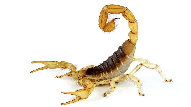 Bo cap can hanh khach tren may bay hinh anh