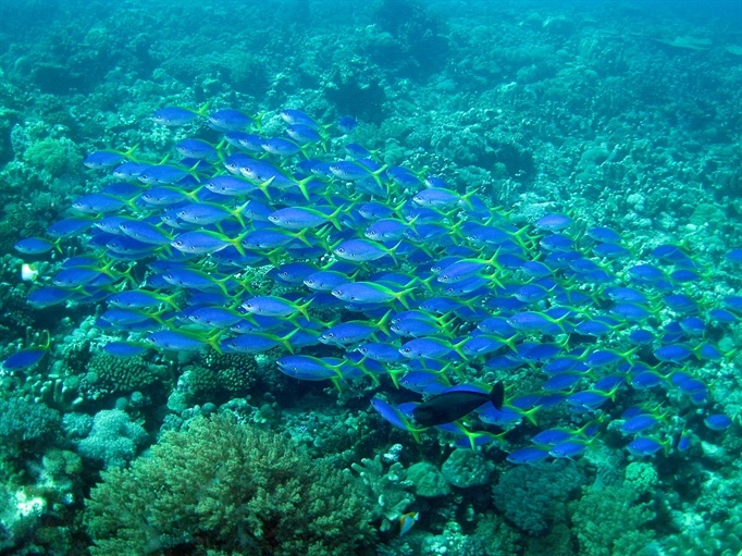 dia diem du lich da nang anh 9