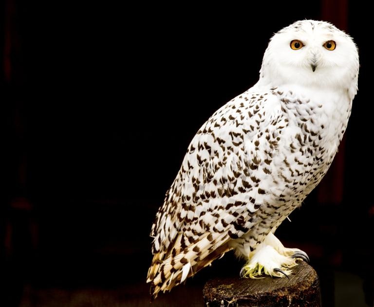 Loài cú sống ở Bắc Cực bay về Manhattan tránh rét.