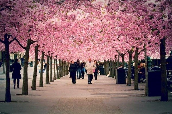 Canada: Vancouver vào mùa xuân là vườn hoa đua nở với hơn 40.000 cây anh đào màu hồng và trắng. Lễ hội hoa anh đào Vancouver được tổ chức từ ngày 4 - 30/4 hằng năm, thu hút rất nhiều du khách đến đây thư giãn và thưởng hoa.