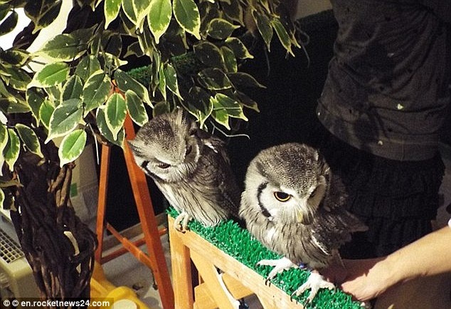 Quán cà phê Cú Annie ở London, Anh dựa trên ý tưởng của quán cà phê tương tự ở Tokyo sẽ mở cửa từ 19 – 25/3 tới, thu hút gần 25.000 người yêu chim với giá vào cửa 20 bảng Anh. Giờ mở cửa là từ 8h tối đến 2h sáng để tôn trọng giờ sinh hoạt của loài cú. Tuy nhiên, hơn 2.000 yêu động vật đã ký trên trang web change.org để phản đối. Các nhà bảo vệ quyền của động vật thuộc hiệp hội PETA chia sẻ với Daily Mail: “Thật khó có thể tưởng tượng còn điều gì đáng sợ hơn việc bị vây quanh bởi đám người say xỉn tại quán bar đối với loài cú với thính giác và thị giác cực nhạy”.