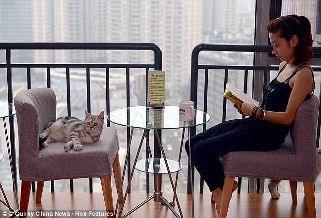 Nhung quan ca phe thu cung bi keu goi tay chay hinh anh