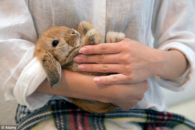 Một chú thỏ dễ thương tại quán cà phê Ms. Bunny ở Tokyo.