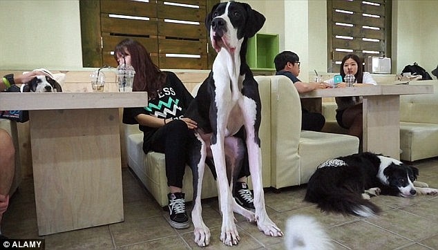 Các chú chó có ngoại hình, kích cỡ khác nhau quanh quẩn bên khách hàng tại một quán cà phê ở Tokyo.